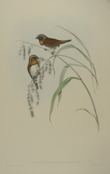 John Gould Birds of Australia